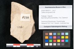 Foto (Objekt + Etikett) von Callitris brongniartii Endl. (NHMW-GEO-2024-0188-8210)